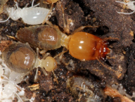Labiotermes labralis (Termitidae: Syntermitinae), Francouzská Guyana